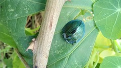 Cyrtonota thalassina