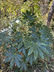 Fatsia japonica