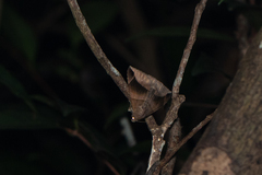 Bastilla maturescens