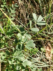 Hippocrepis emerus