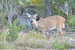 Odocoileus virginianus clavium