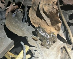 Occidozyga martensii