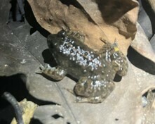 Occidozyga martensii