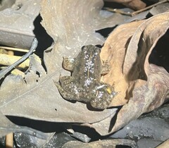 Occidozyga martensii