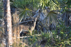 Odocoileus virginianus clavium