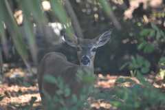 Odocoileus virginianus clavium