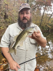 Micropterus henshalli