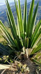 Furcraea andina