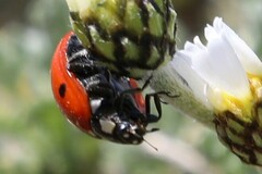 Coccinella