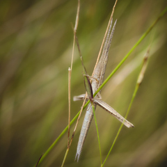 Achurum carinatum