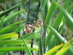 Alpinia zerumbet