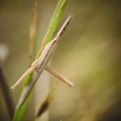 Achurum carinatum