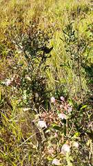 Bejaria