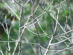 Hemisciera maculipennis