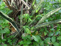 Dracaena kirkii image