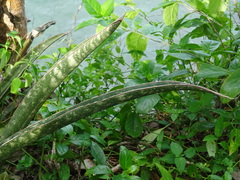 Sansevieria kirkii