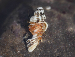 Pagurus bernhardus