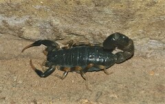 Uroplectes flavoviridis
