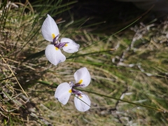 Moraea modesta