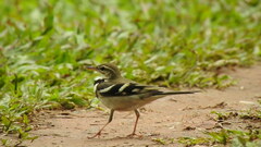 Dendronanthus indicus