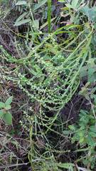 Baccharis trimera