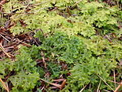 Trichocolea tomentella