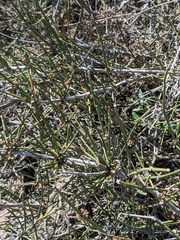 Ephedra antisyphilitica