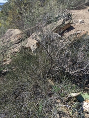 Ephedra antisyphilitica
