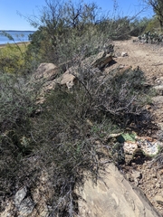 Ephedra antisyphilitica