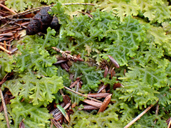 Trichocolea tomentella