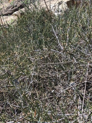 Ephedra antisyphilitica