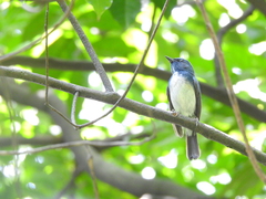 Cyornis hainanus