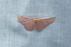 Chrysocraspeda miniosa