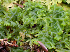 Trichocolea tomentella