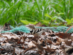 Dendronanthus indicus