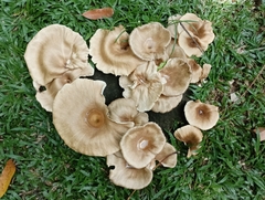 Lentinus