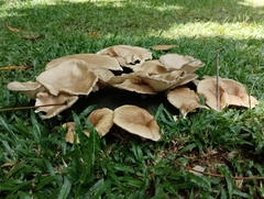 Lentinus