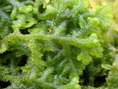 Trichocolea tomentella