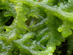 Trichocolea tomentella