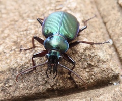 Calosoma schayeri
