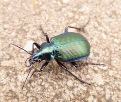 Calosoma schayeri