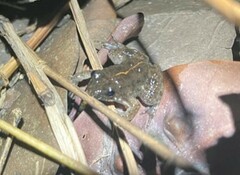 Occidozyga martensii