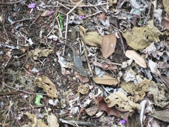 Tropidurus