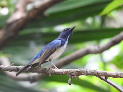 Cyornis hainanus