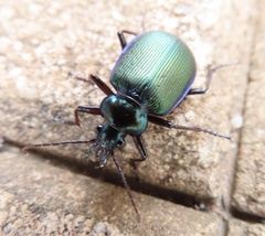 Calosoma schayeri