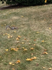 Sciurus carolinensis