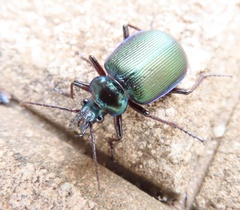 Calosoma schayeri