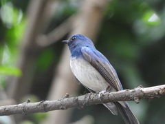 Cyornis hainanus
