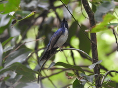 Cyornis hainanus