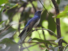 Cyornis hainanus